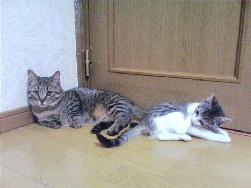 6月2日の画像 019.JPG