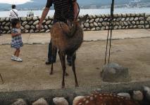 miyajima