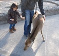 miyajima3