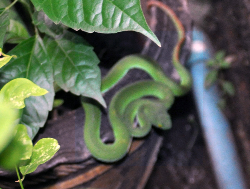 DSC_0091red-tailed green clibming rat snake.jpg
