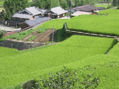 岩座神夏一