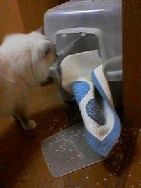犯猫現場に戻る