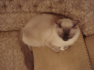 猫団子