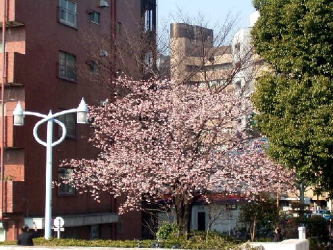 sakura03.jpg