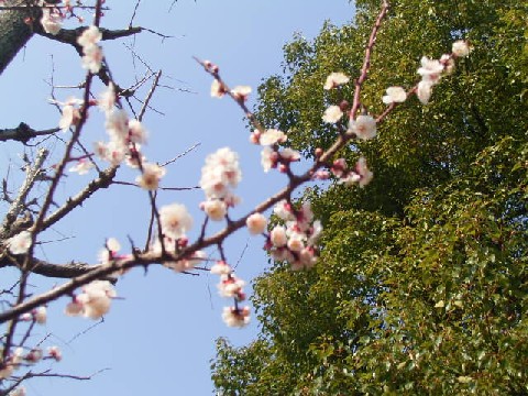 sakura04.jpg