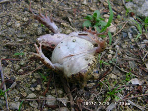 ひっくりかえる