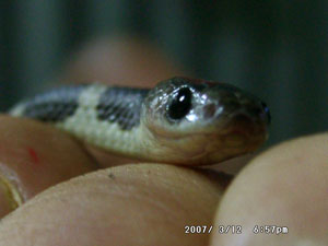 へび、うるうる