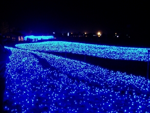 青いお花畑