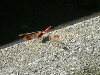 DSCN03480003.jpg