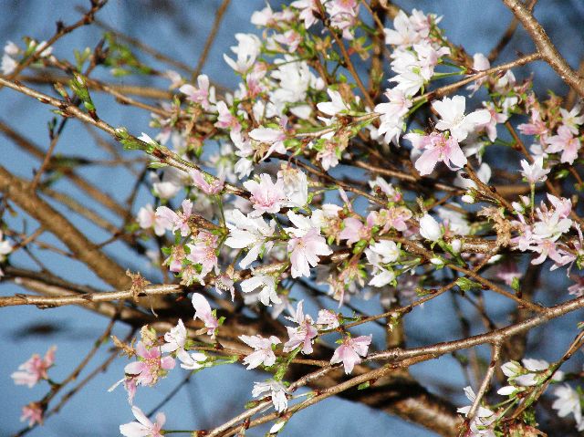 秋の桜２