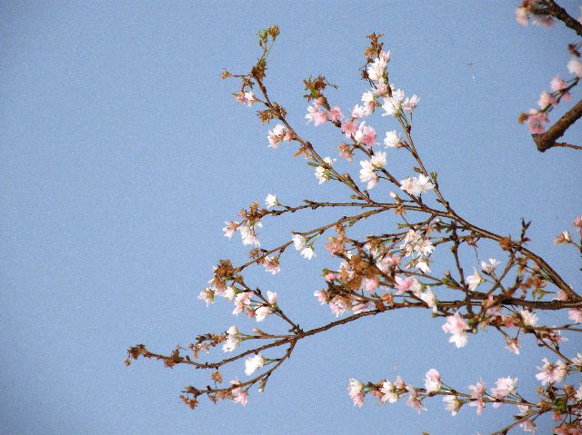 秋の桜３