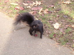 097_blacksquirrel.JPG