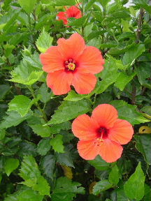 159_hibiscus.JPG