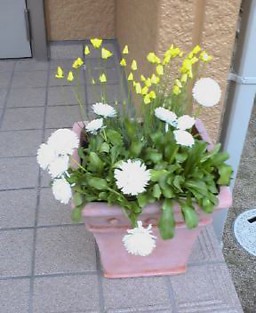 イエローピクシー