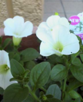 サフィニア　ブーケ