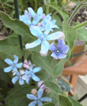 オキシペタラム　ブルースター