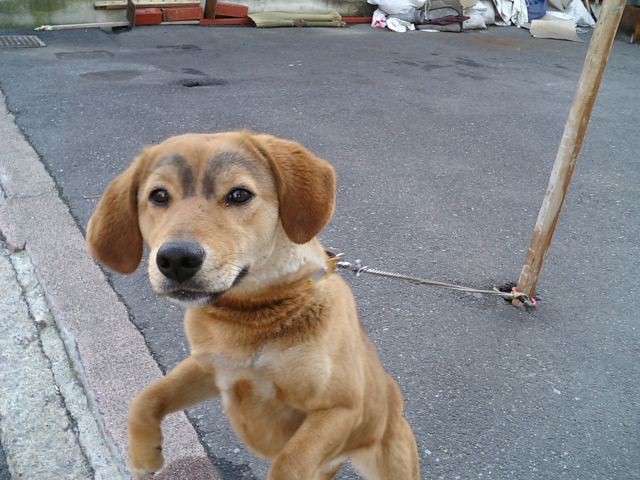 眉犬2
