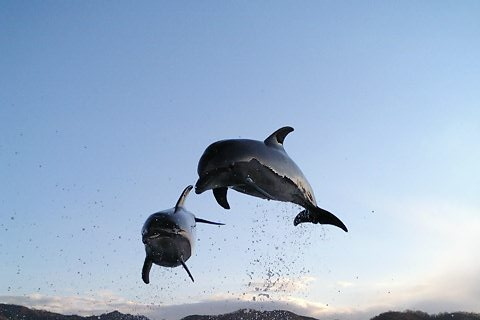 津田のイルカ