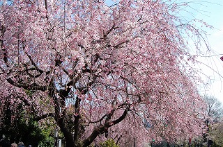 しだれ桜