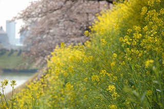 菜の花