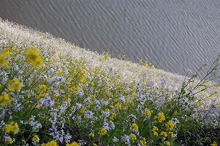 お花畑