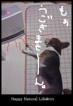 爆睡