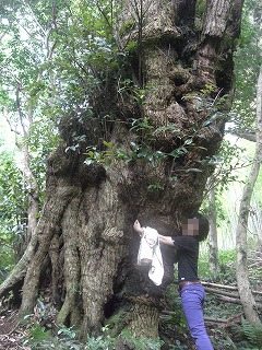 タンテイロの森