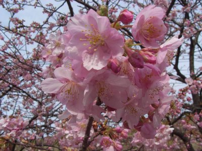 河津桜