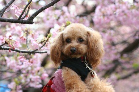 河津桜