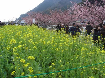 河津桜