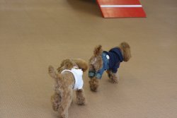 ルーク君と楓