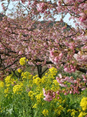 河津桜