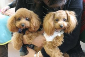ルーク君と楓