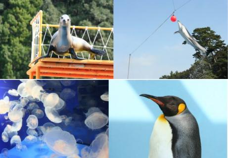 下田海中水族館