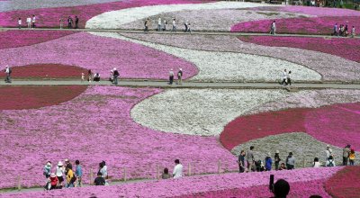 芝桜