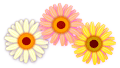 bd_gerbera5.gif