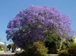 jacaranda.jpg