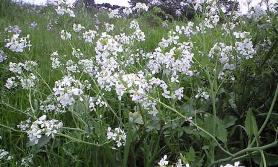 大根の花