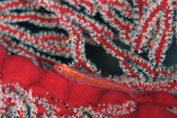 ウミタケハゼの仲間