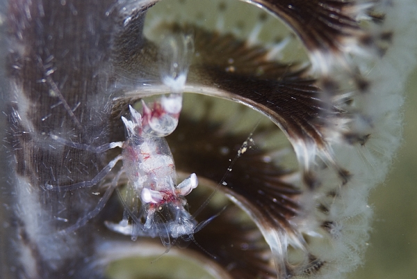 エボシカクレエビの1種