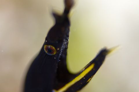 ハナヒゲウツボ幼魚