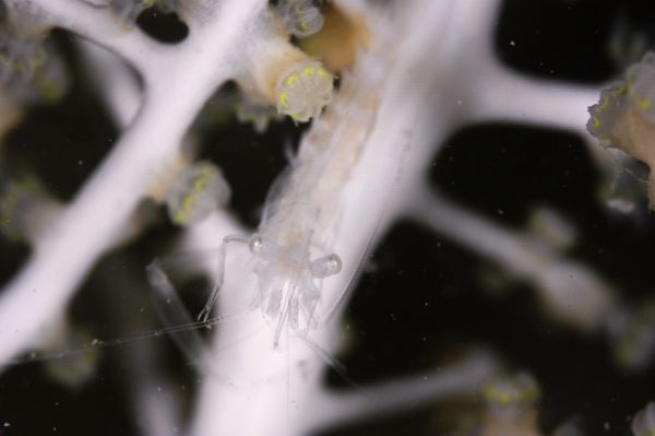 エボシカクレエビの1種