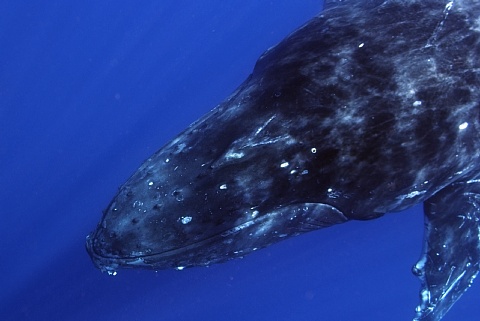 ザトウクジラ　頭部