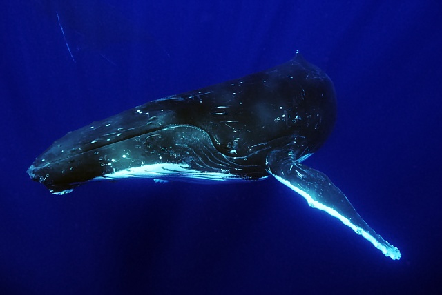 ザトウクジラ　エスコート