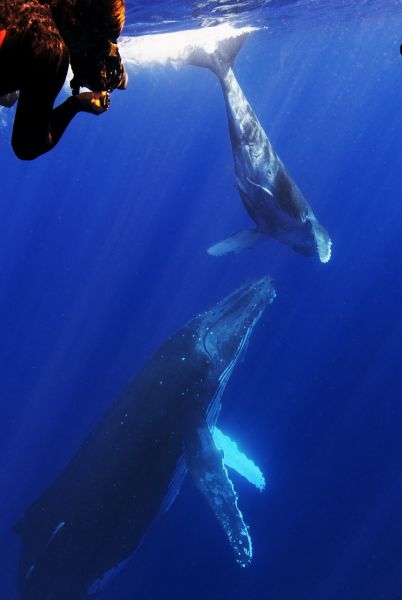 ザトウクジラ　水中写真　母子