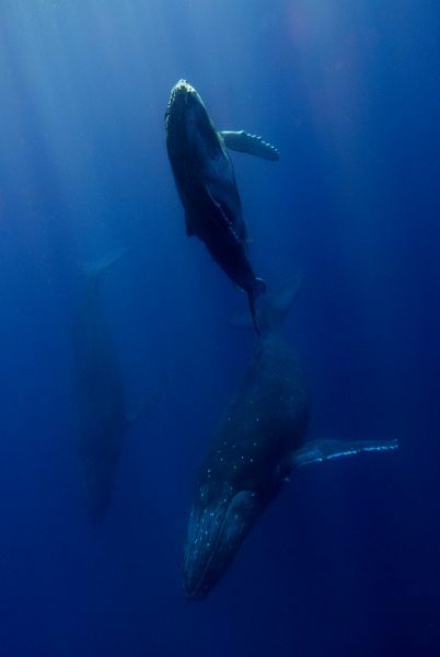 ザトウクジラ　水中写真　母子とエスコート