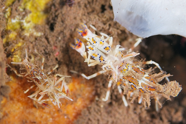 トゲツノメエビ