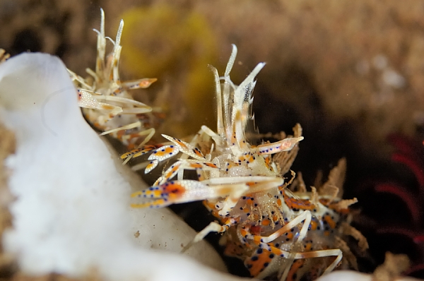 トゲツノメエビ
