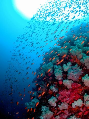 キンギョハナダイ