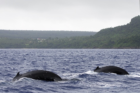 ザトウクジラ　ペア